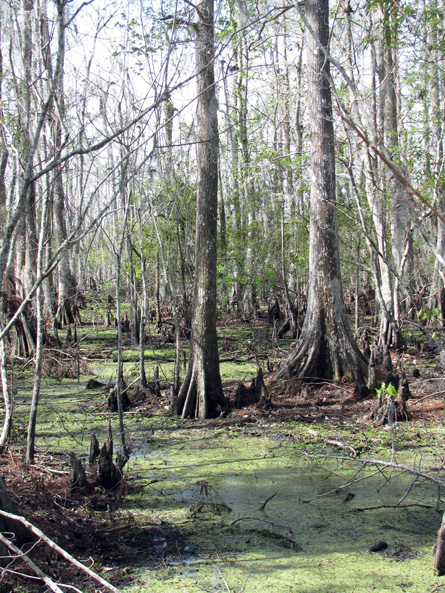 Cypresses