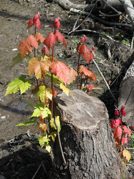 Maple leaves