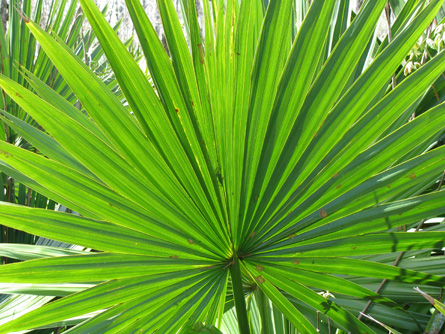 Palmetto