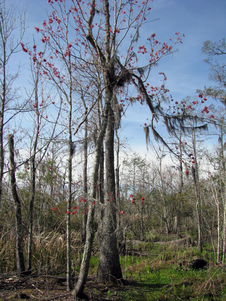 0190-007-jean-lafitte